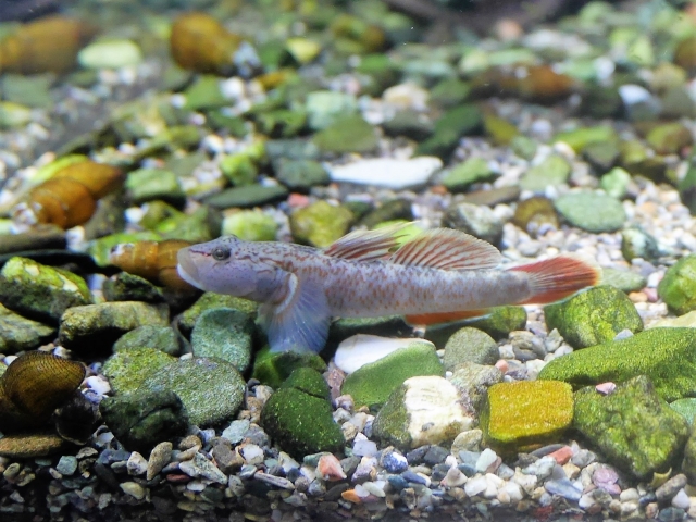 飼育が簡単な淡水魚 ヨシノボリの紹介と飼育に必要なもの ポップライト ブログ