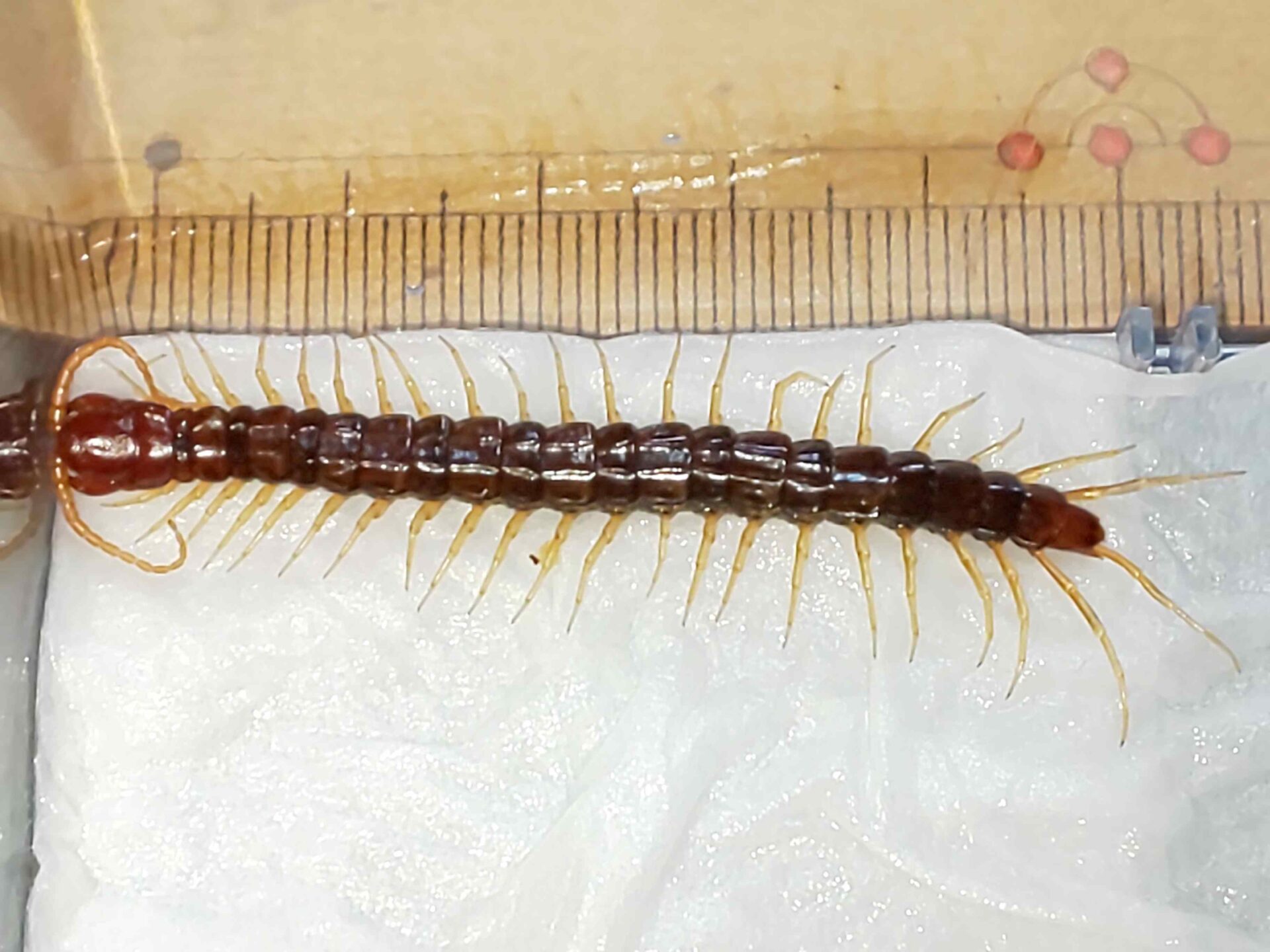 【セスジアカムカデ 飼育】ムカデ 飼育 ケース?餌?床材? | なっとく虫