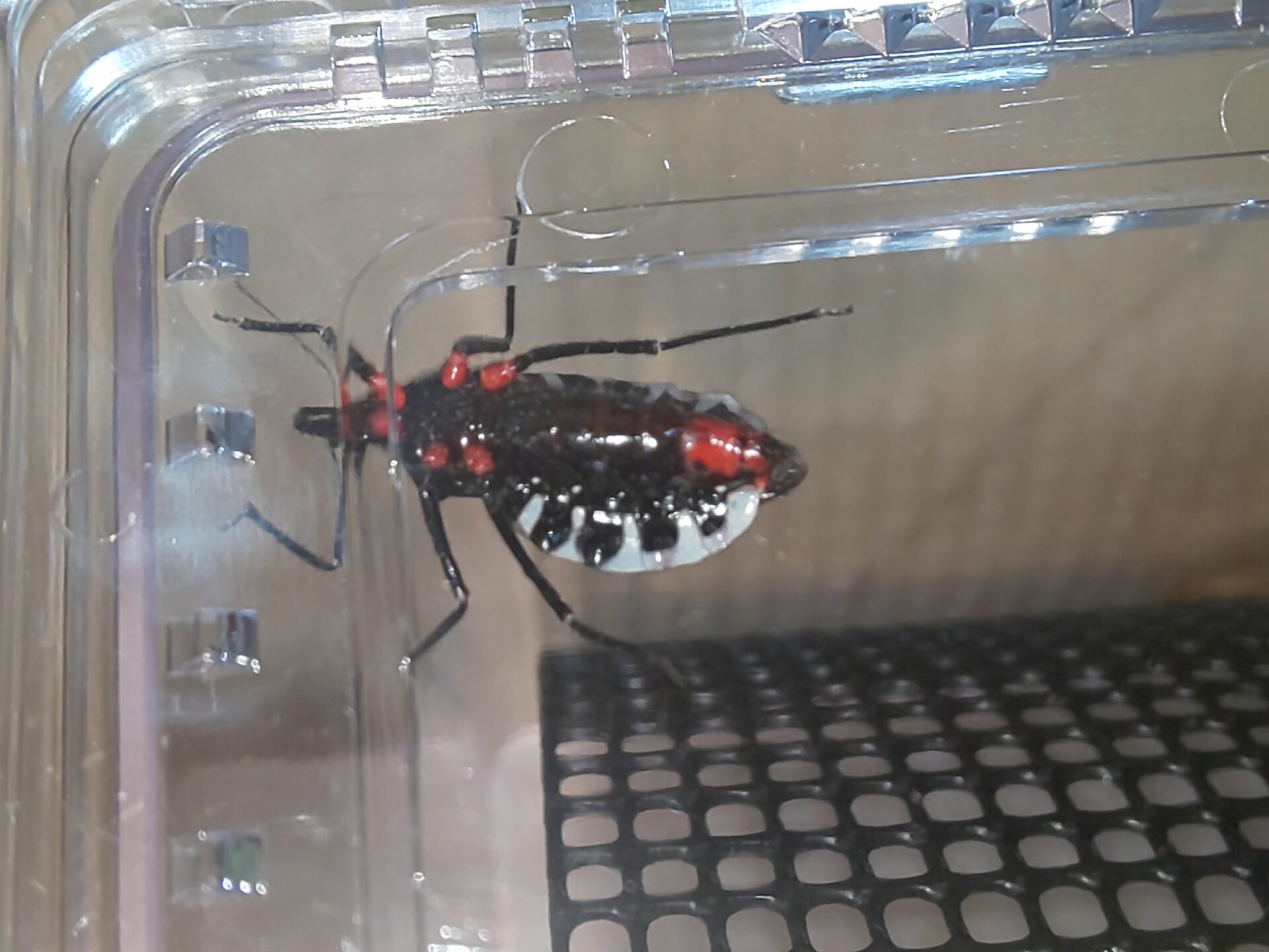 サシガメを駆除する方法