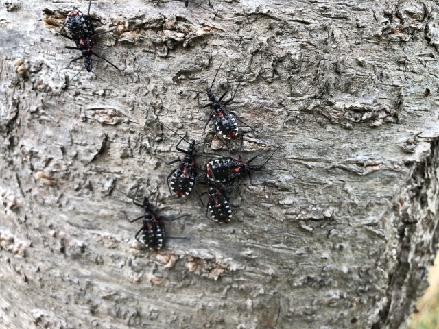 彼らは何ですか？