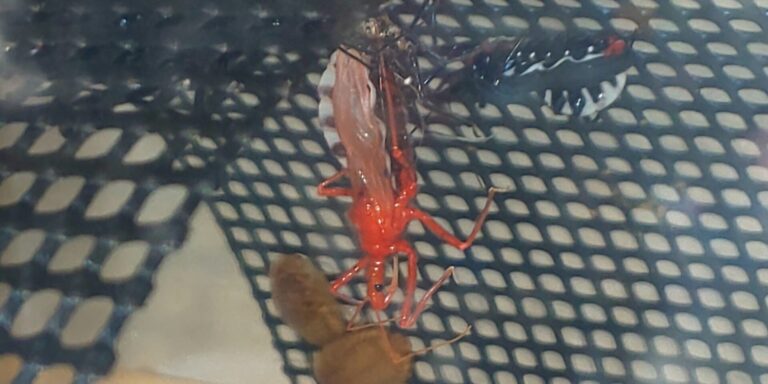 それらを認識する方法