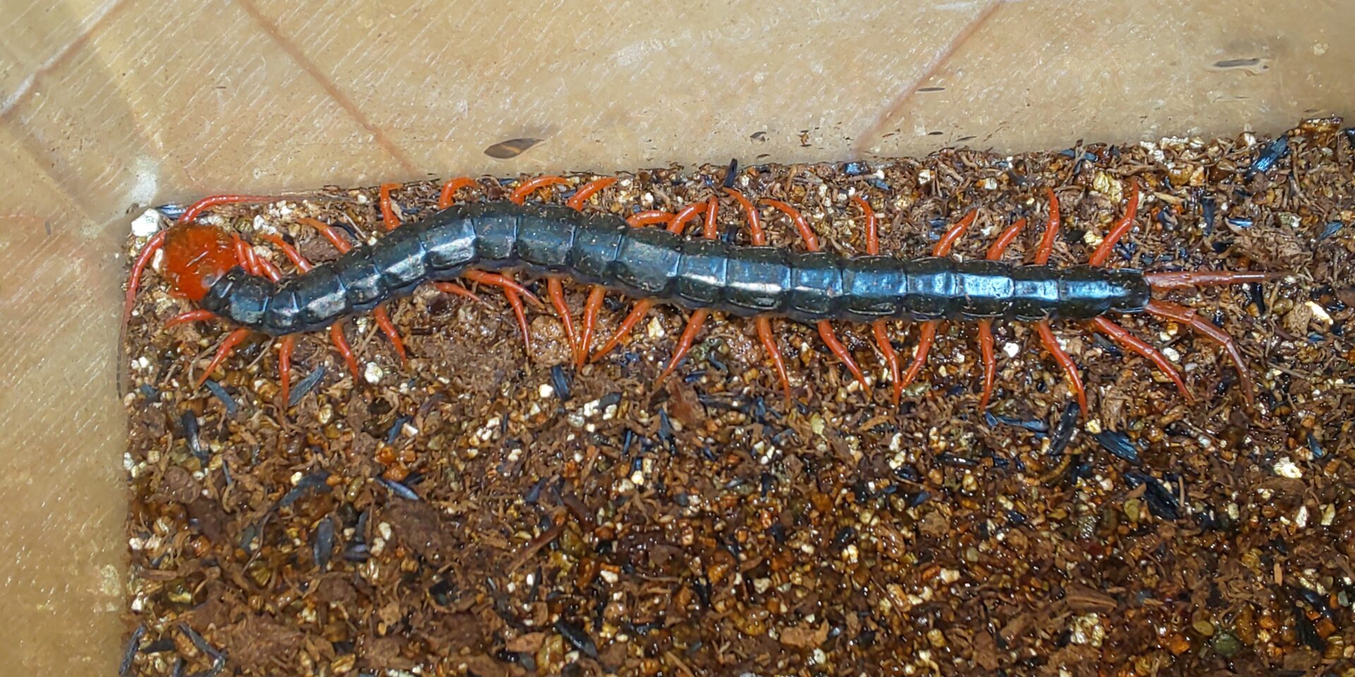 【アオズムカデ 飼育】毒性?特徴?幼体は?噛まれたらどうするの? なっとく虫