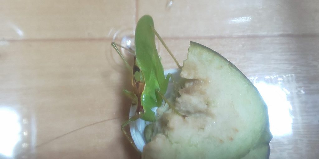 ナスを食べているウマオイ