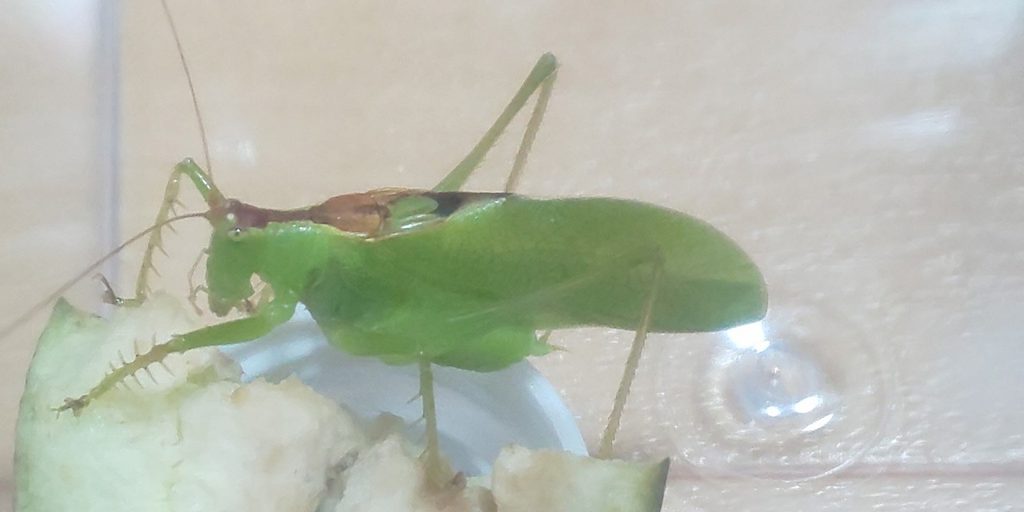 ナスを食べるウマオイ