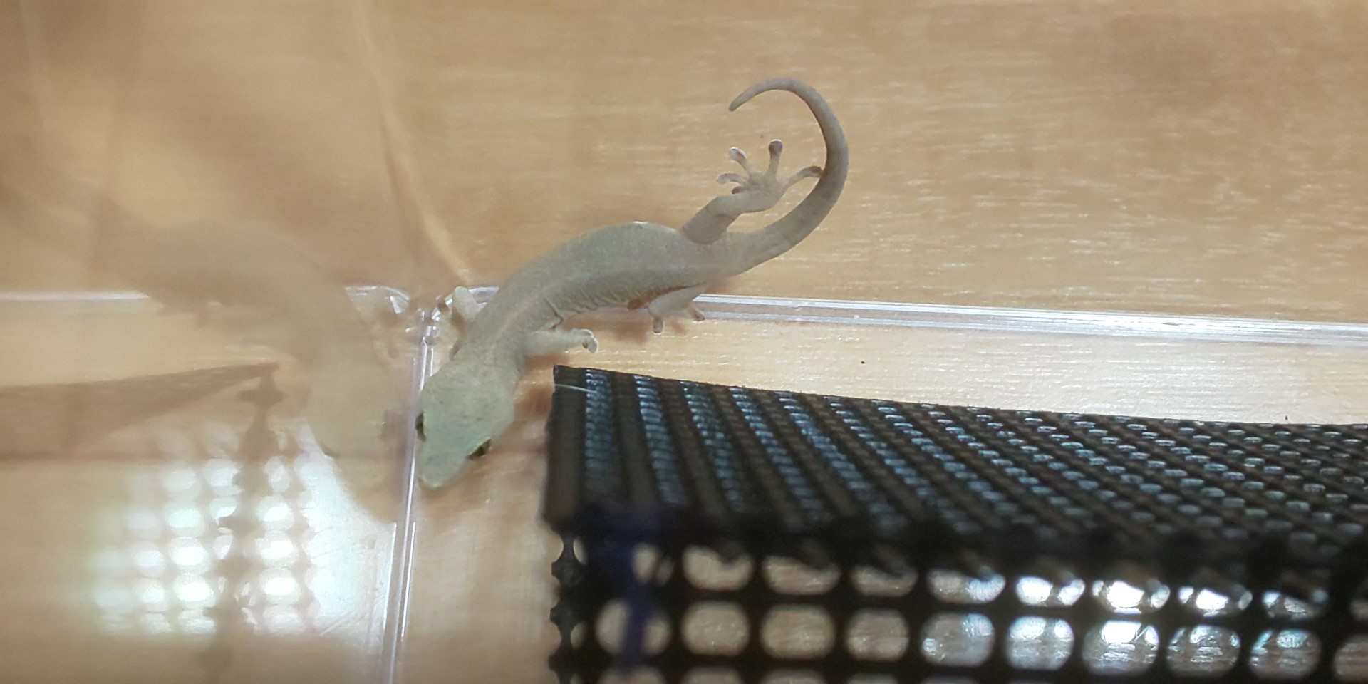 【ニホンヤモリ 飼育 】必要な物?ケージ?餌?クル病?臭い? | なっとく虫