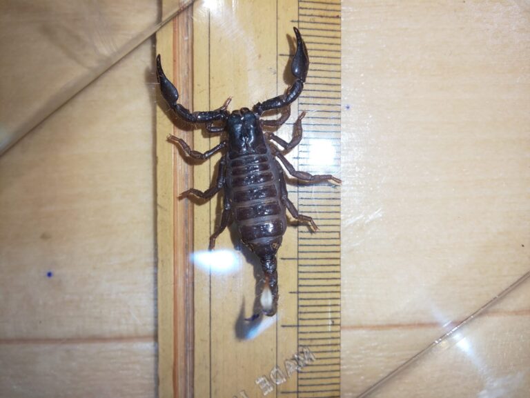 【ダイオウサソリ幼体の飼育方法】初心者でも簡単!おすすめケージ・餌・温度・湿度を完全解説 | なっとく虫